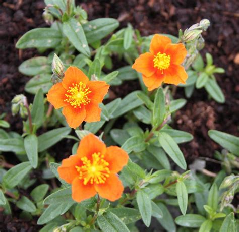 helianthemum bronze teppich